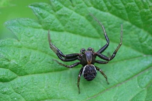 Xysticus luctator